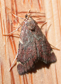 Red-shawled Moth